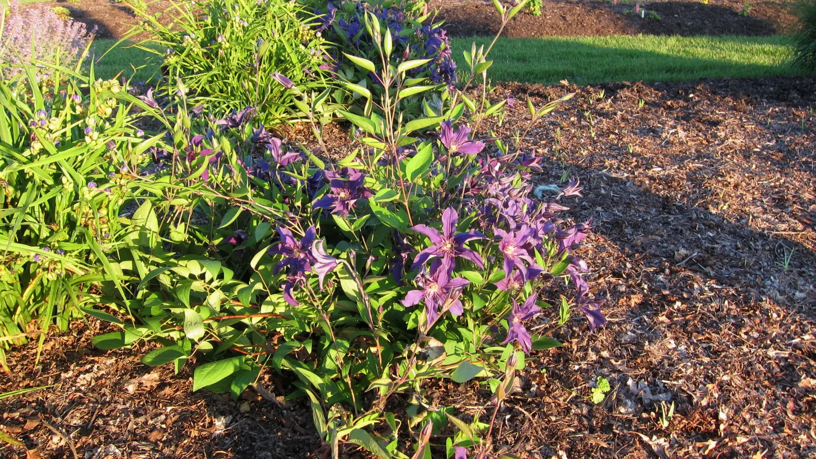 Sapphire Indigo Clematis (Clematis 'Sapphire Indigo') — This non-clinging perennial vine is known for its prolific blooming