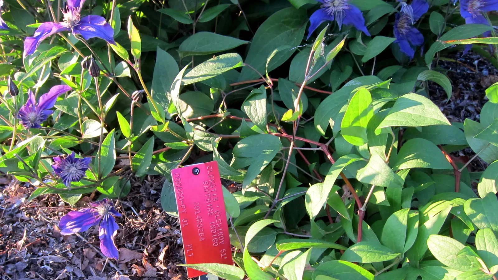 Sapphire Indigo Clematis (Clematis 'Sapphire Indigo') — The Clematis 'Sapphire Indigo', a jewel among vines, is a striking addition to any garden landscape