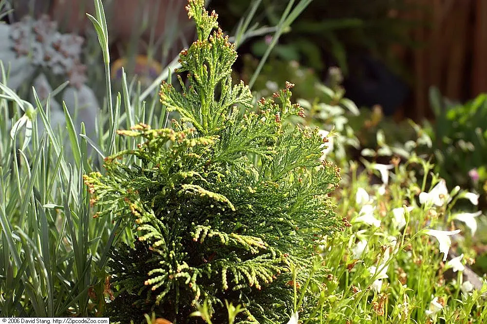 Hinoki Cypress (Chamaecyparis Obtusa) — When positioning the Hinoki Cypress; needing little pruning due to its naturally attractive shape