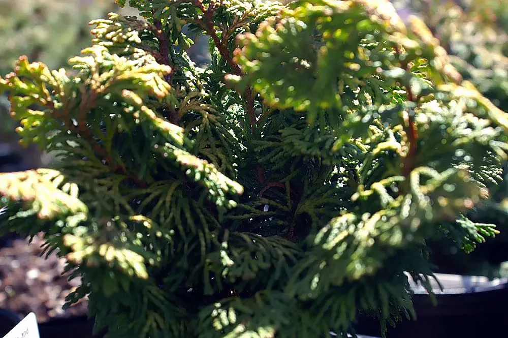 Hinoki Cypress (Chamaecyparis Obtusa) — this striking species is admired for its dense, image 53