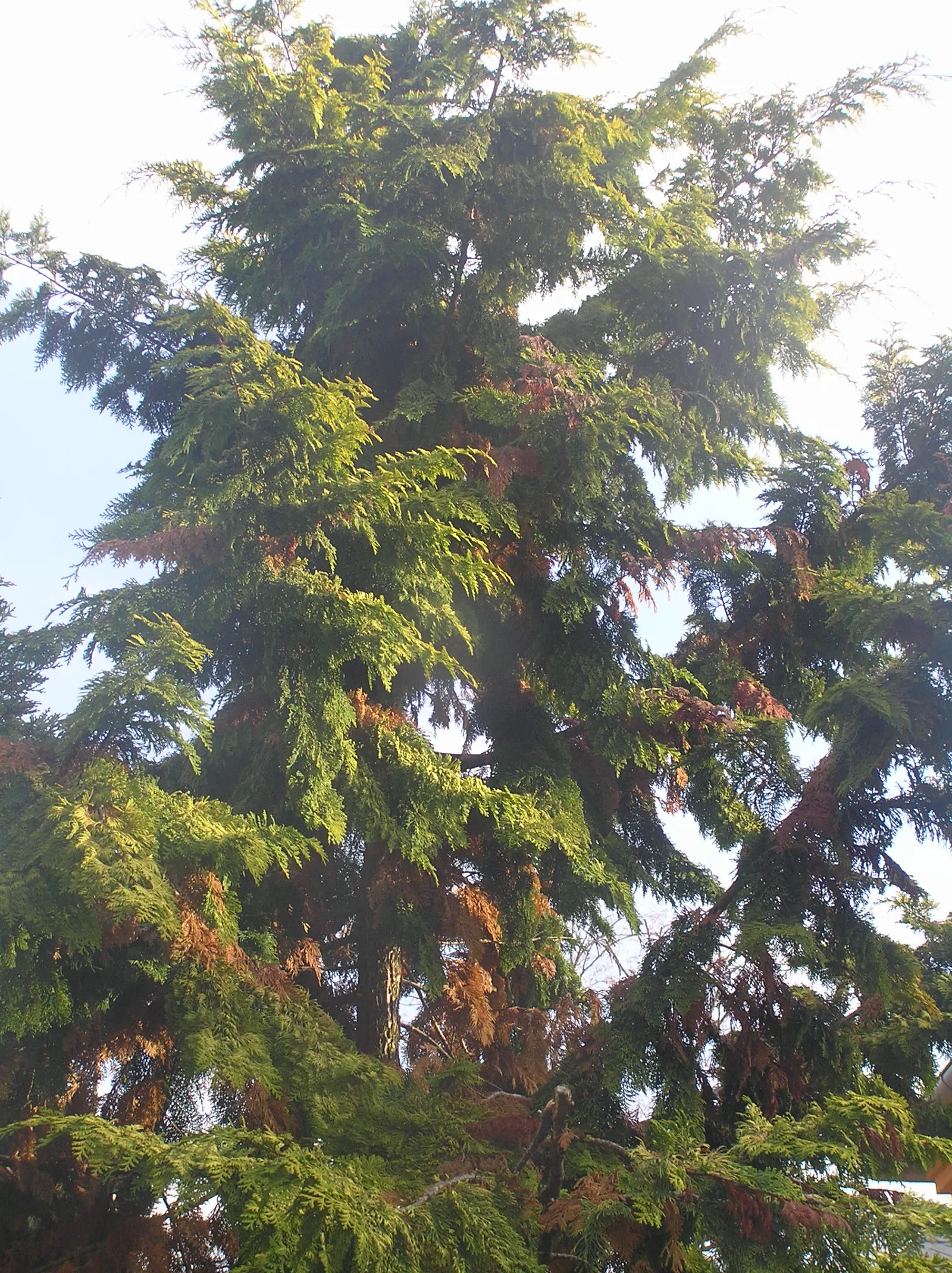Hinoki Cypress (Chamaecyparis Obtusa) — conifer / tree for full or half