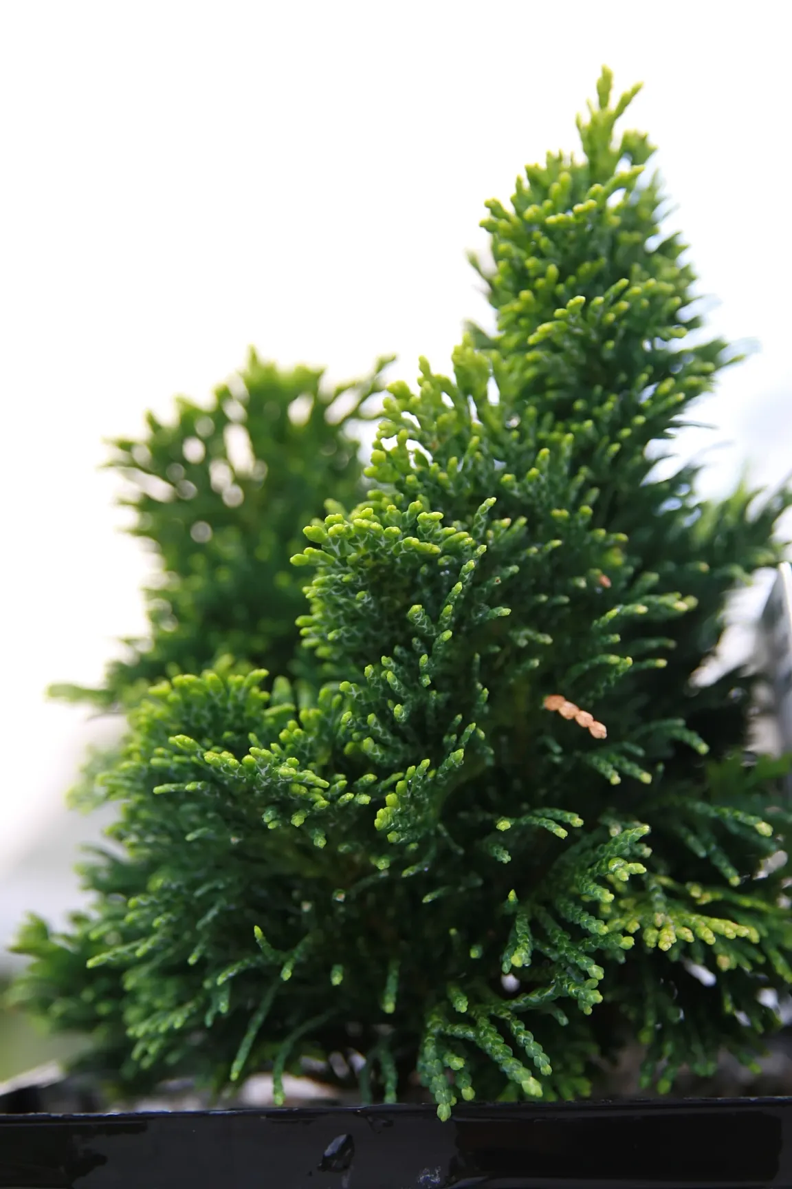 Hinoki Cypress (Chamaecyparis Obtusa) — choose a location with full sun to partial shade to ensure the healthiest growth.<br><br>Care-wise