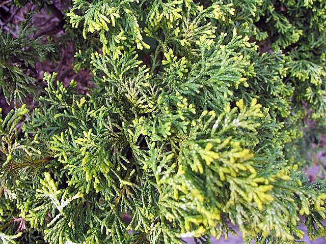 Hinoki Cypress (Chamaecyparis Obtusa) — needing little pruning due to its naturally attractive shape
