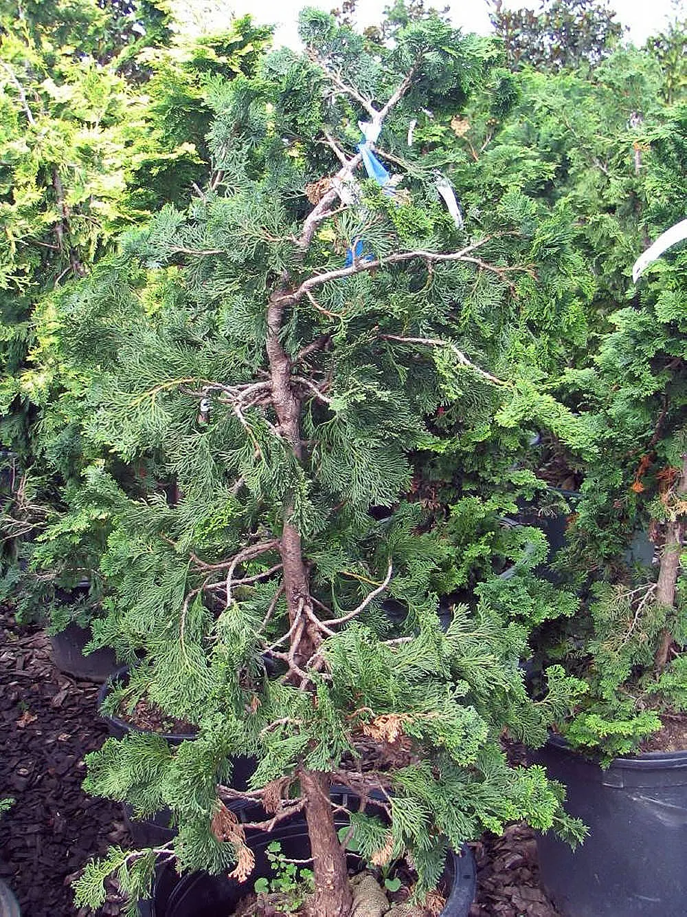 Hinoki Cypress (Chamaecyparis Obtusa) — When positioning the Hinoki Cypress