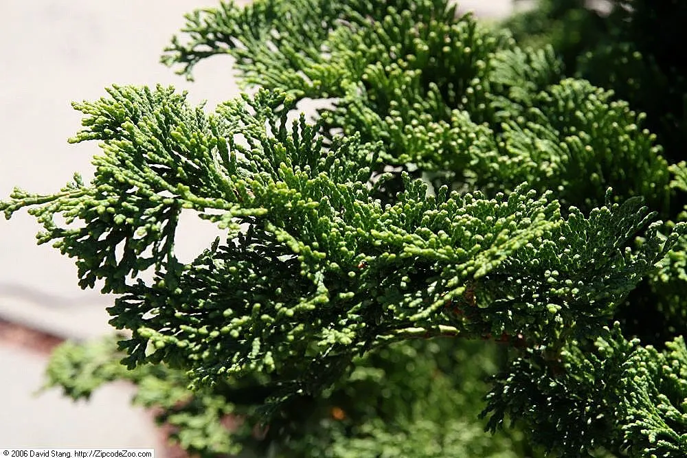 Hinoki Cypress (Chamaecyparis Obtusa) — scale-like foliage and conical growth habit; needing little pruning due to its naturally attractive shape