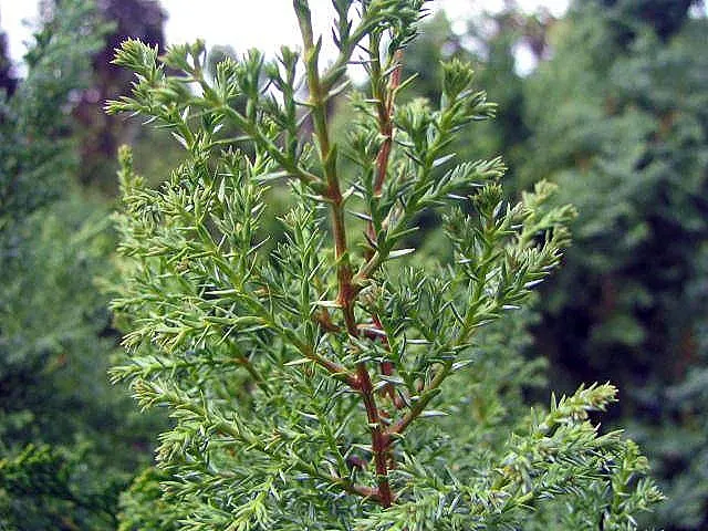 Hinoki Cypress (Chamaecyparis Obtusa) — Compact cultivars available for smaller spaces; this striking species is admired for its dense, image 50