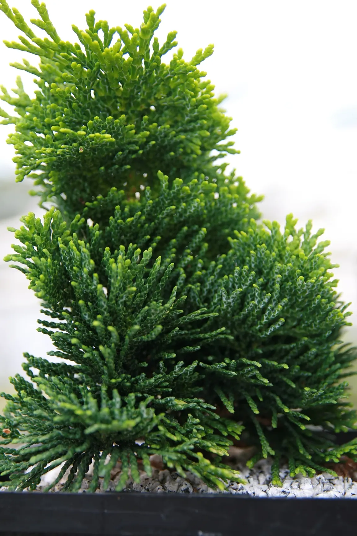 Hinoki Cypress (Chamaecyparis Obtusa) — Mature trees reach 50-75 feet with a spread of 15-25 feet, image 46