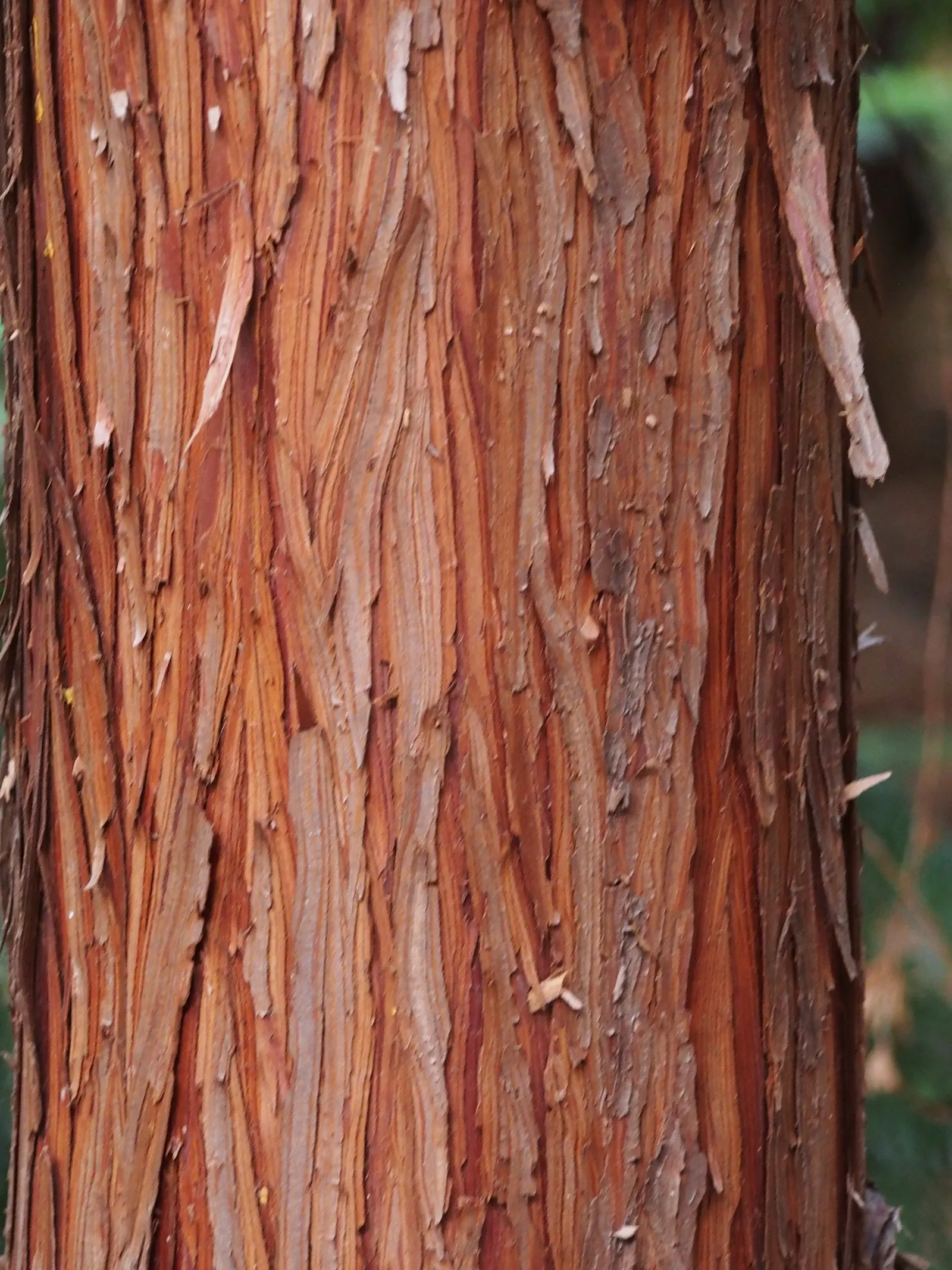Hinoki Cypress (Chamaecyparis Obtusa) — Hardy in Zones 4-8 and enjoys full to partial sun