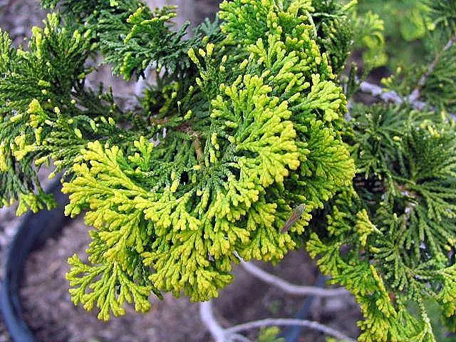 Hinoki Cypress (Chamaecyparis Obtusa) — Compact cultivars available for smaller spaces; this striking species is admired for its dense
