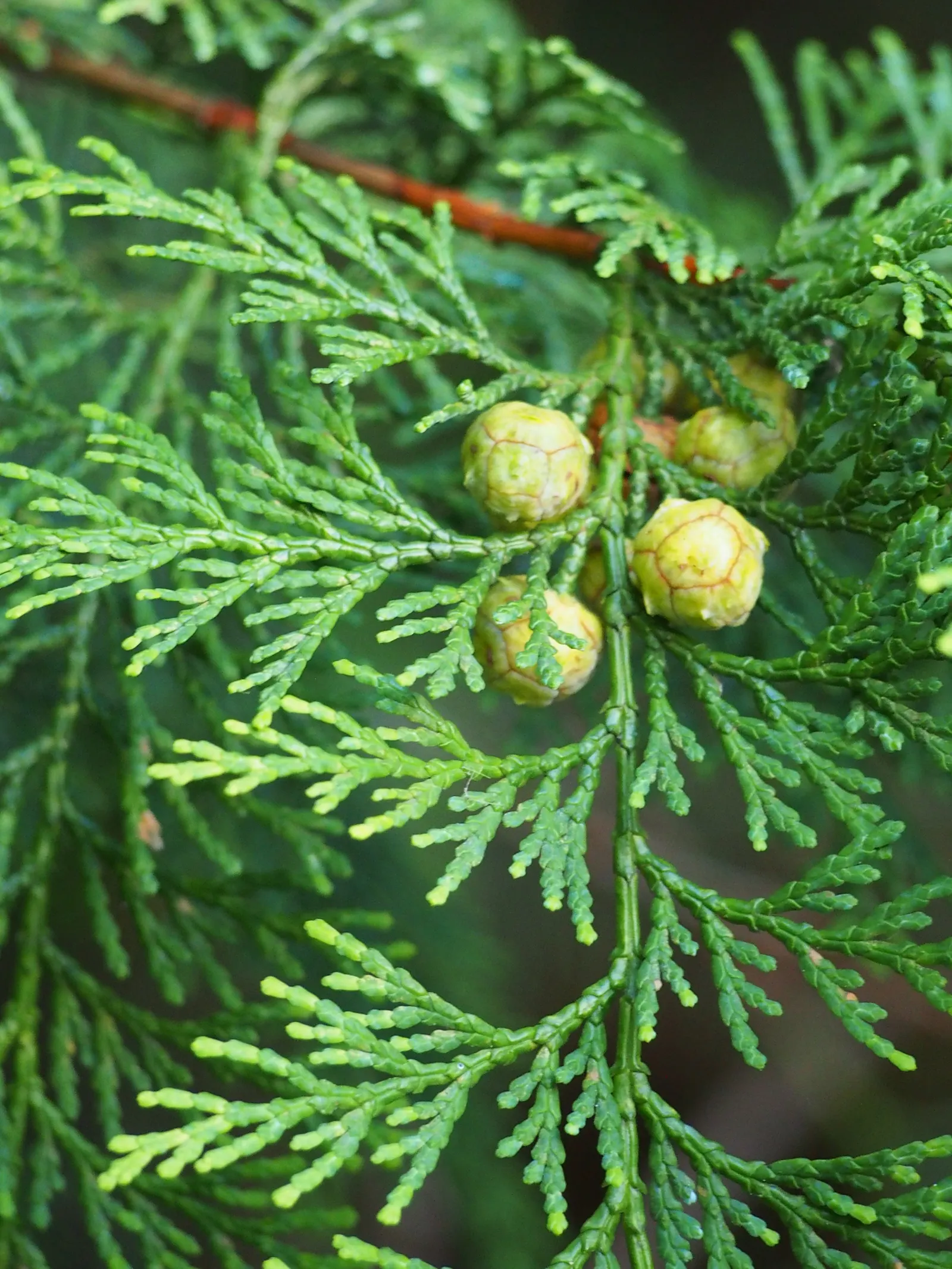 Hinoki Cypress (Chamaecyparis Obtusa) — is an elegant evergreen conifer that adds an aura of sophistication to any landscape design
