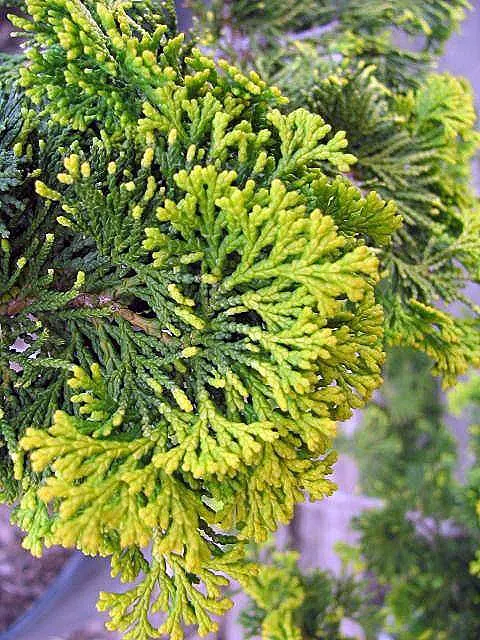 Hinoki Cypress (Chamaecyparis Obtusa) — The Hinoki Cypress (Chamaecyparis obtusa) is a slow-growing evergreen; mature trees reach 50-75 feet with a, image 43