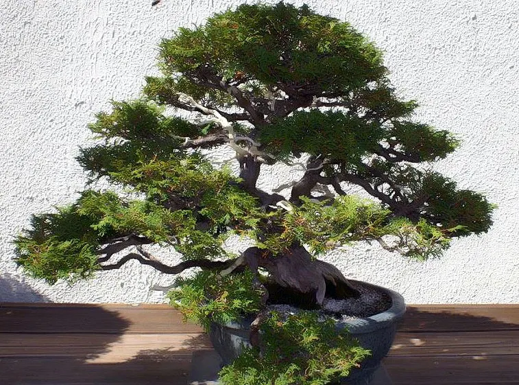 Hinoki Cypress (Chamaecyparis Obtusa) — Compact cultivars available for smaller spaces