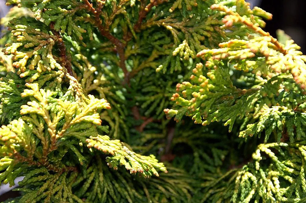 Hinoki Cypress (Chamaecyparis Obtusa) — The Hinoki Cypress (Chamaecyparis obtusa) is a slow-growing evergreen; mature trees reach 50-75 feet with a spread of