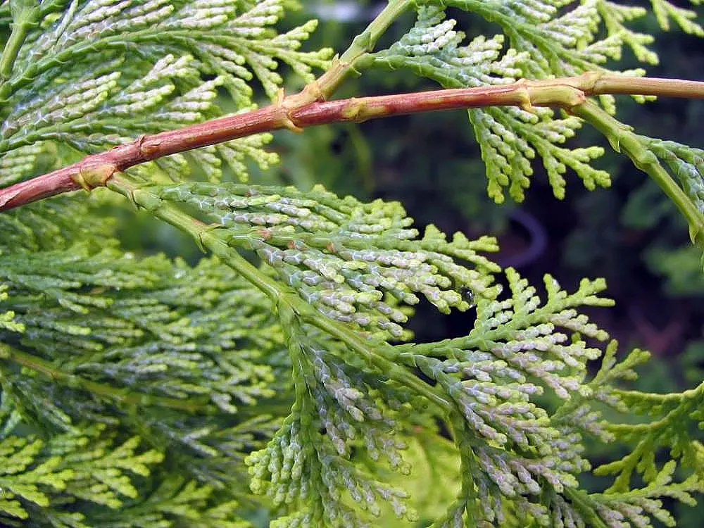 Hinoki Cypress (Chamaecyparis Obtusa) — Remember that in highly urban or polluted areas