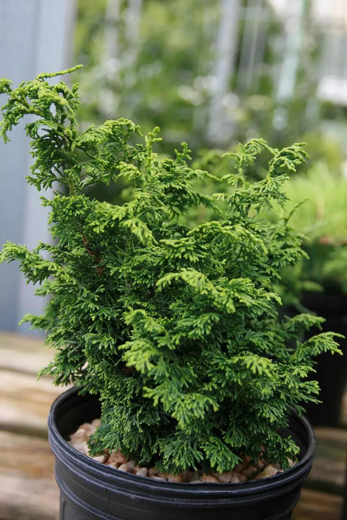 Hinoki Cypress (Chamaecyparis Obtusa) — the Hinoki Cypress is relatively low-maintenance