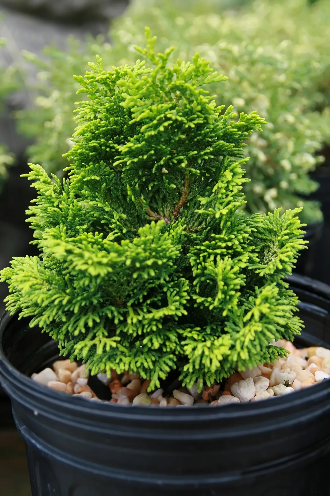 Hinoki Cypress (Chamaecyparis Obtusa) — Ideal for privacy screens and specimen planting, it requires well-drained soils; needing little pruning due, image 48