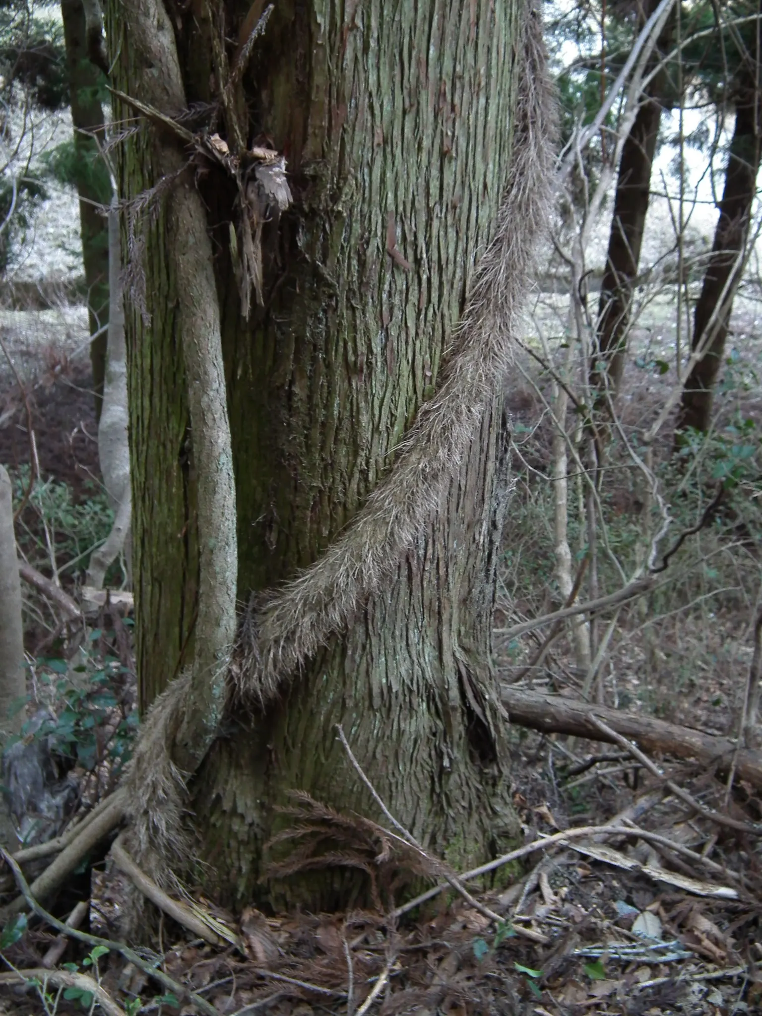 Hinoki Cypress (Chamaecyparis Obtusa) — When positioning the Hinoki Cypress; needing little pruning due to its naturally attractive shape, image 57
