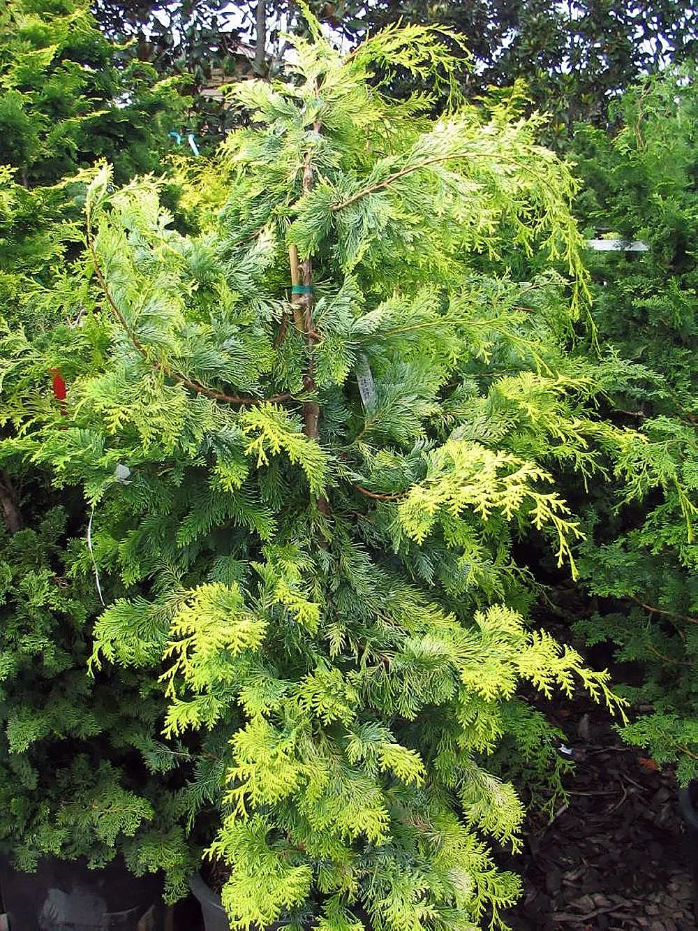 Hinoki Cypress (Chamaecyparis Obtusa) — prized for its rich green; this striking species is admired for its dense