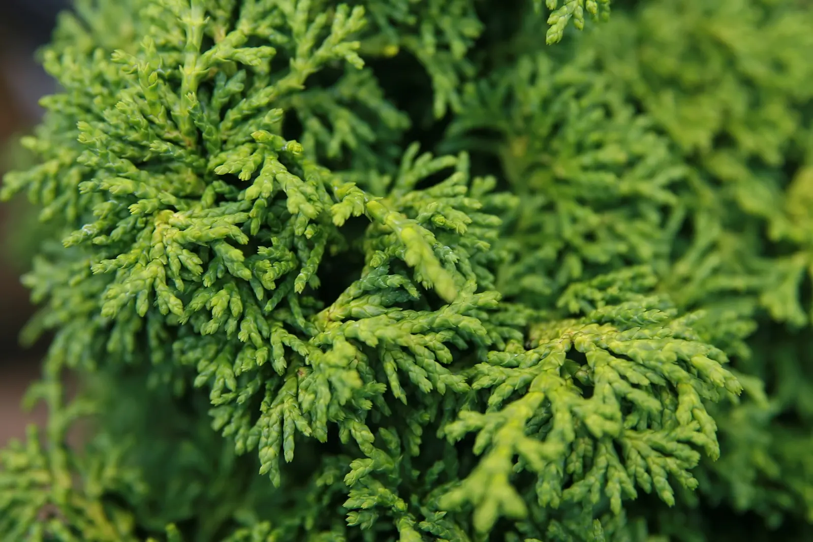 Hinoki Cypress (Chamaecyparis Obtusa) — scientifically known as Chamaecyparis obtusa; needing little pruning due to its naturally attractive shape, image 51