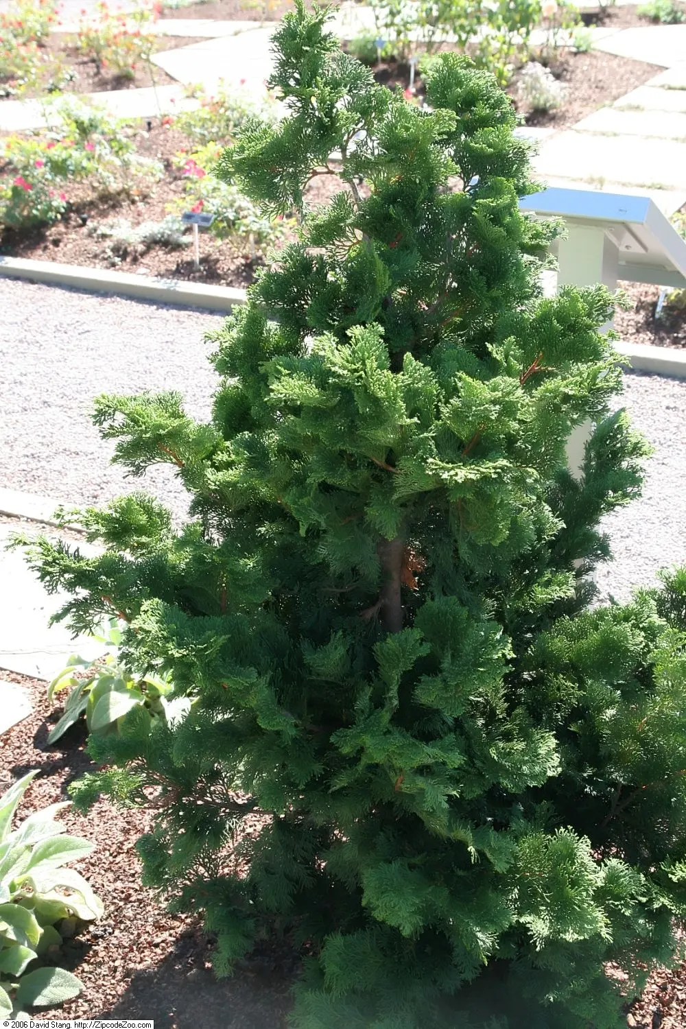 Hinoki Cypress (Chamaecyparis Obtusa) — approximately 6 to 12 inches per year; hence; this striking species is admired for its dense, image 56