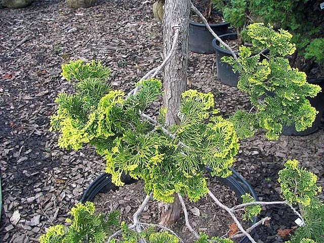 Hinoki Cypress (Chamaecyparis Obtusa) — is an elegant evergreen conifer that adds an aura of sophistication to any landscape design; mature trees, image 52