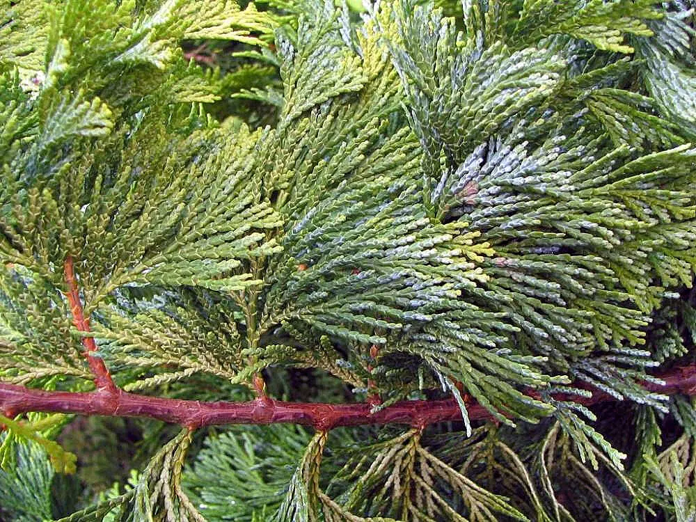 Hinoki Cypress (Chamaecyparis Obtusa) — Hardy in Zones 4-8 and enjoys full to partial sun; mature trees reach 50-75 feet with a spread of 15-25 feet, image 49