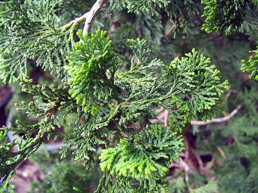 Hinoki Cypress (Chamaecyparis Obtusa) — Provides year-round interest with its textured bark and tiered branches; this striking species is admired, image 47