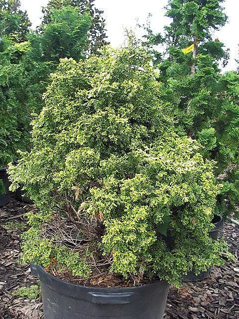 Hinoki Cypress (Chamaecyparis Obtusa) — choose a location with full sun to partial shade to ensure the healthiest growth.<br><br>Care-wise; mature trees reach