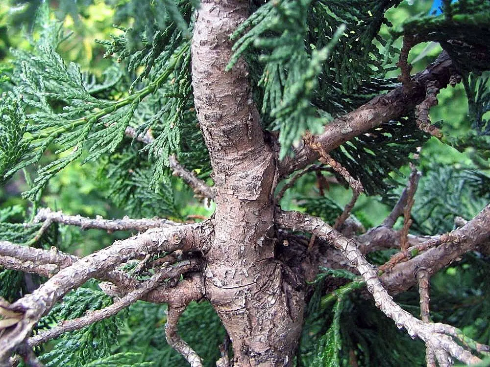 Hinoki Cypress (Chamaecyparis Obtusa) — richly textured foliage that ranges from a dark green to a slightly golden hue in the scale-like leaves, image 54