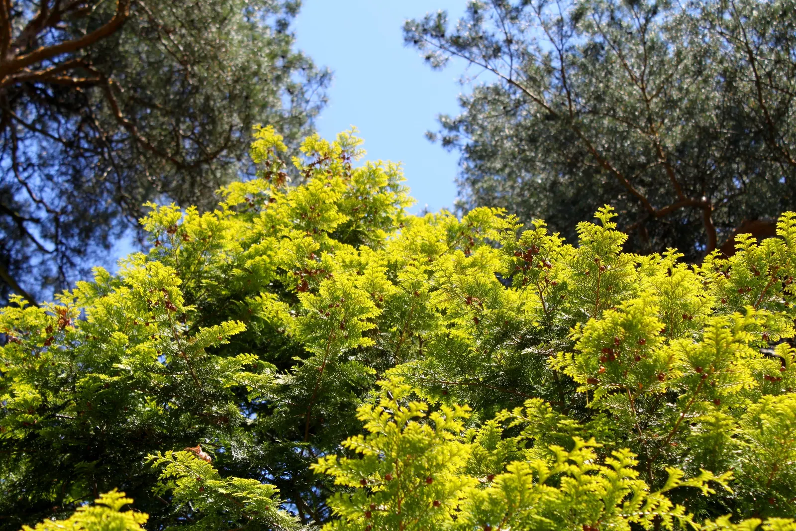 Hinoki Cypress (Chamaecyparis Obtusa) — It grows at a slow to moderate rate; mature trees reach 50-75 feet with a spread of 15-25 feet, image 55