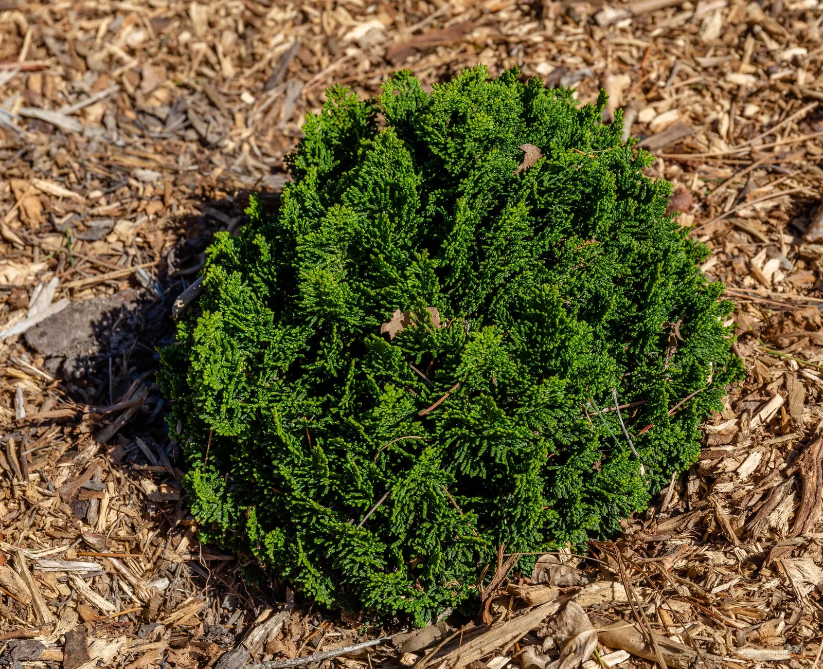 Hinoki Cypress (Chamaecyparis Obtusa) — scientifically known as Chamaecyparis obtusa