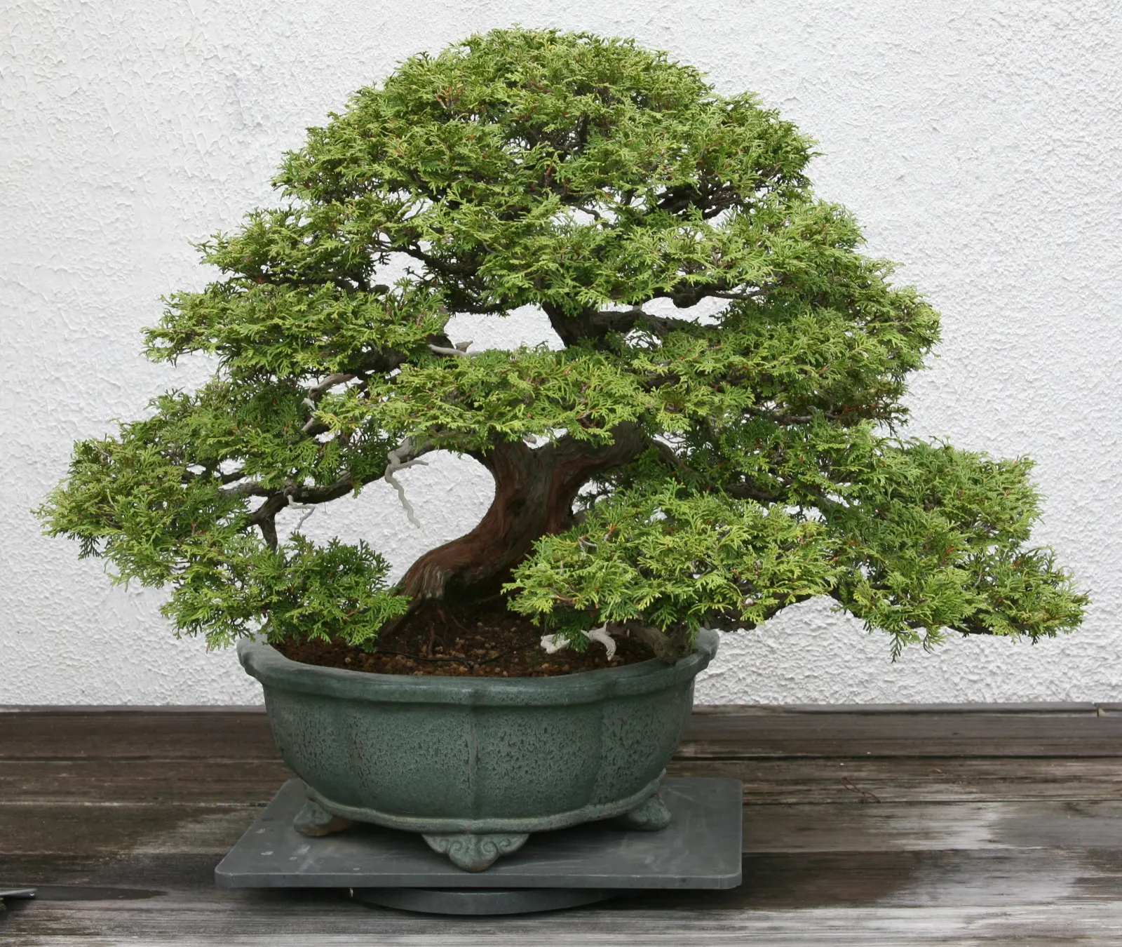 Hinoki Cypress (Chamaecyparis Obtusa) — this striking species is admired for its dense, image 32