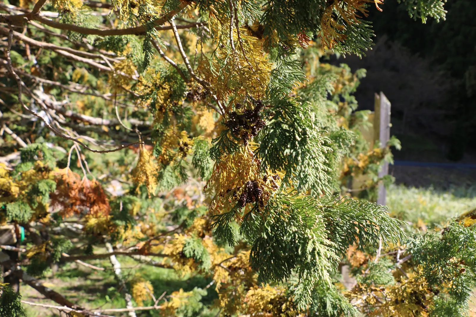 Hinoki Cypress (Chamaecyparis Obtusa) — It grows at a slow to moderate rate; mature trees reach 50-75 feet with a spread of 15-25 feet