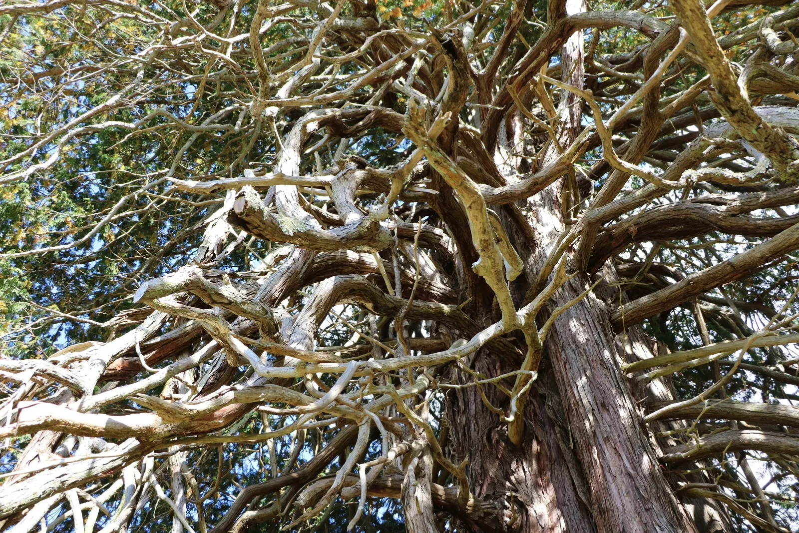 Hinoki Cypress (Chamaecyparis Obtusa) — approximately 6 to 12 inches per year; hence; this striking species is admired for its dense