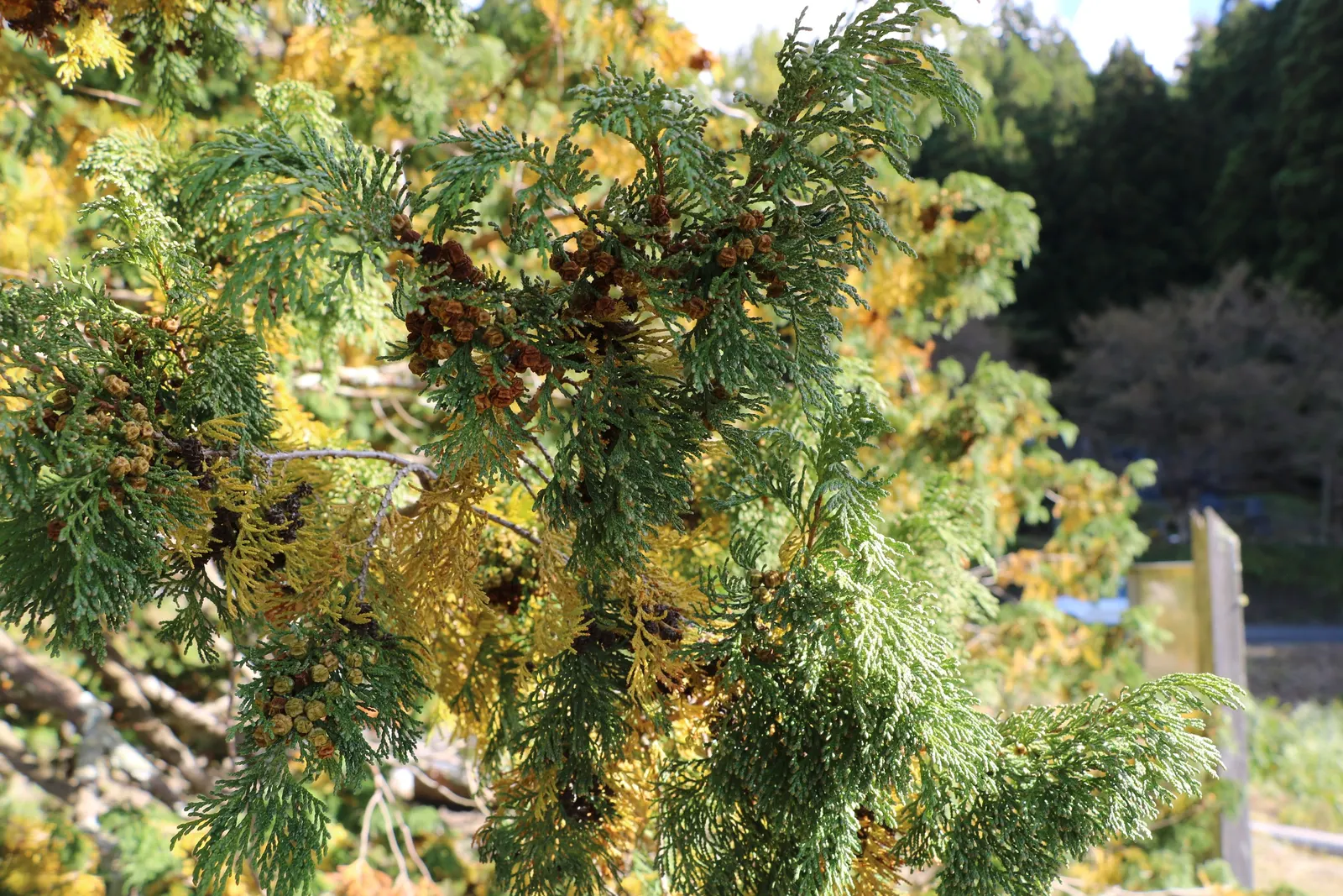Hinoki Cypress (Chamaecyparis Obtusa) — is an elegant evergreen conifer that adds an aura of sophistication to any landscape design; mature trees reach 50-75