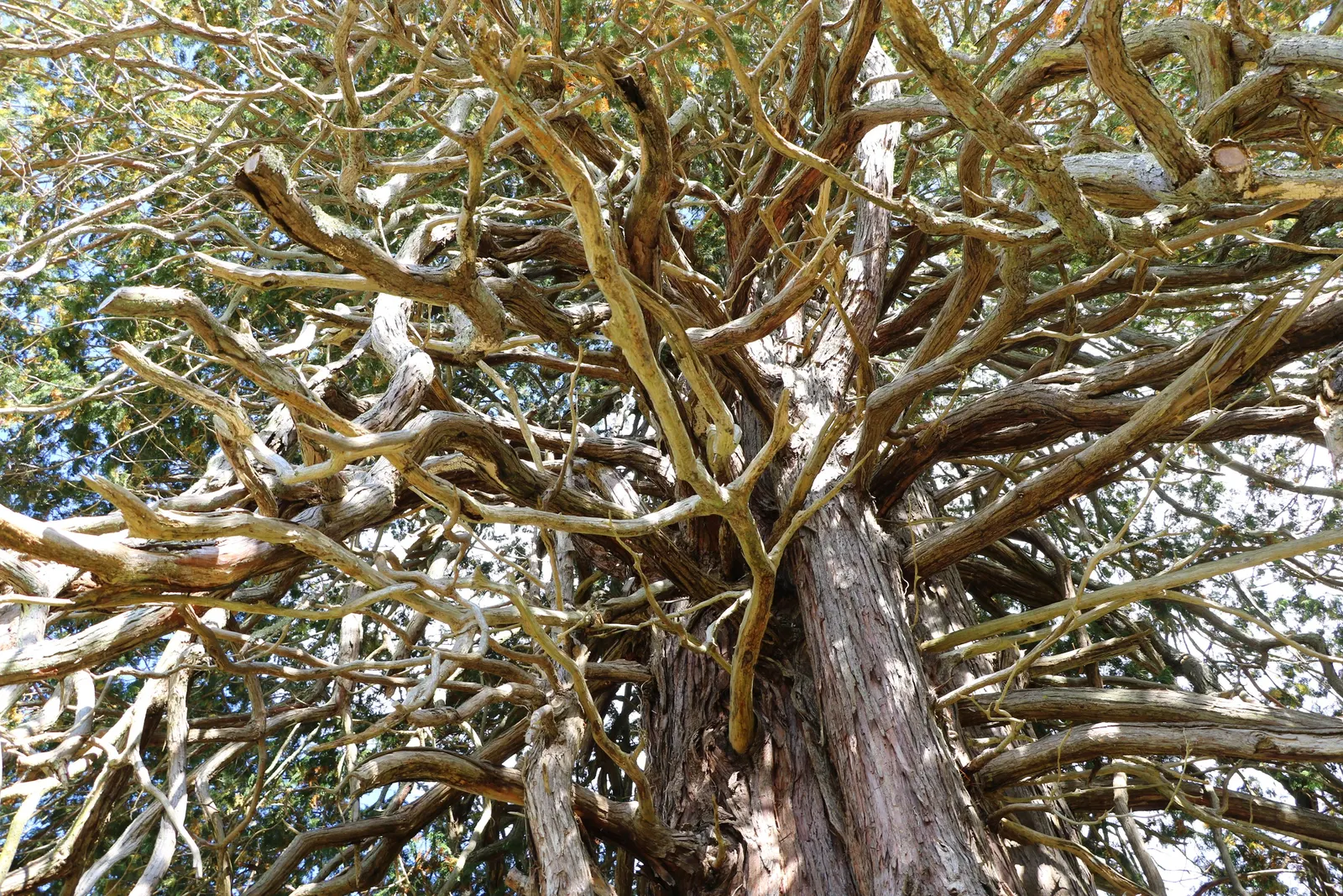 Hinoki Cypress (Chamaecyparis Obtusa) — richly textured foliage that ranges from a dark green to a slightly golden hue in the scale-like leaves; needing little