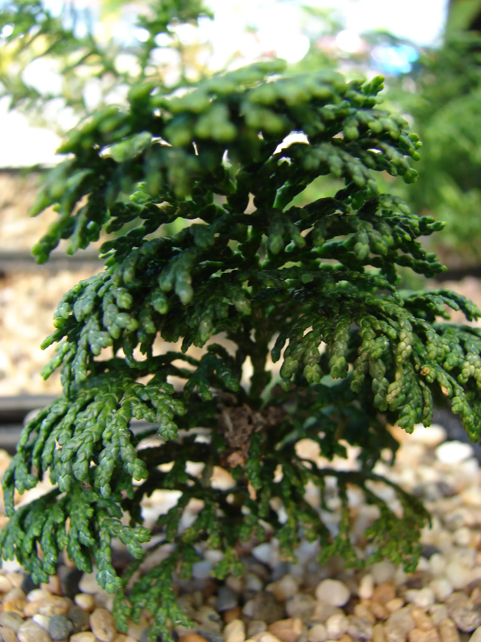 Hinoki Cypress (Chamaecyparis Obtusa) — It is also resistant to most pests and diseases, making it a robust choice for your landscape