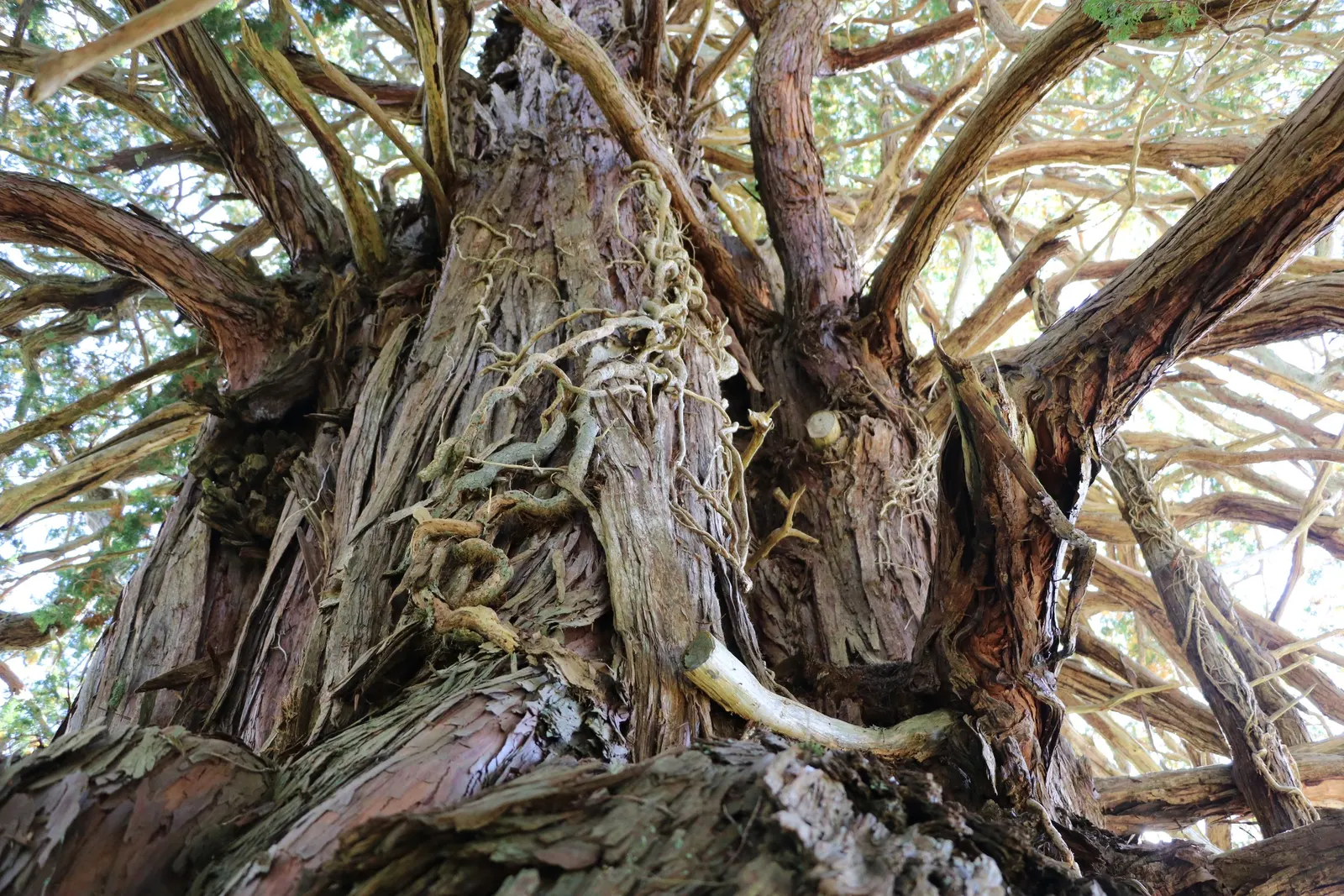 Hinoki Cypress (Chamaecyparis Obtusa) — Provides year-round interest with its textured bark and tiered branches; this striking species is admired for its dense