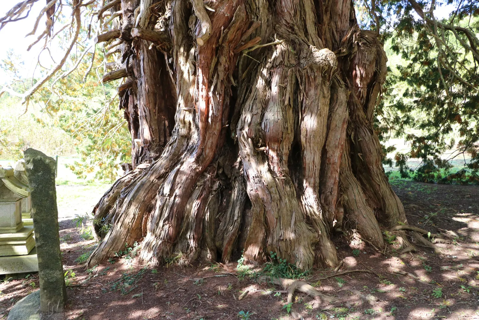Hinoki Cypress (Chamaecyparis Obtusa) — Ideal for privacy screens and specimen planting, it requires well-drained soils; needing little pruning due to its