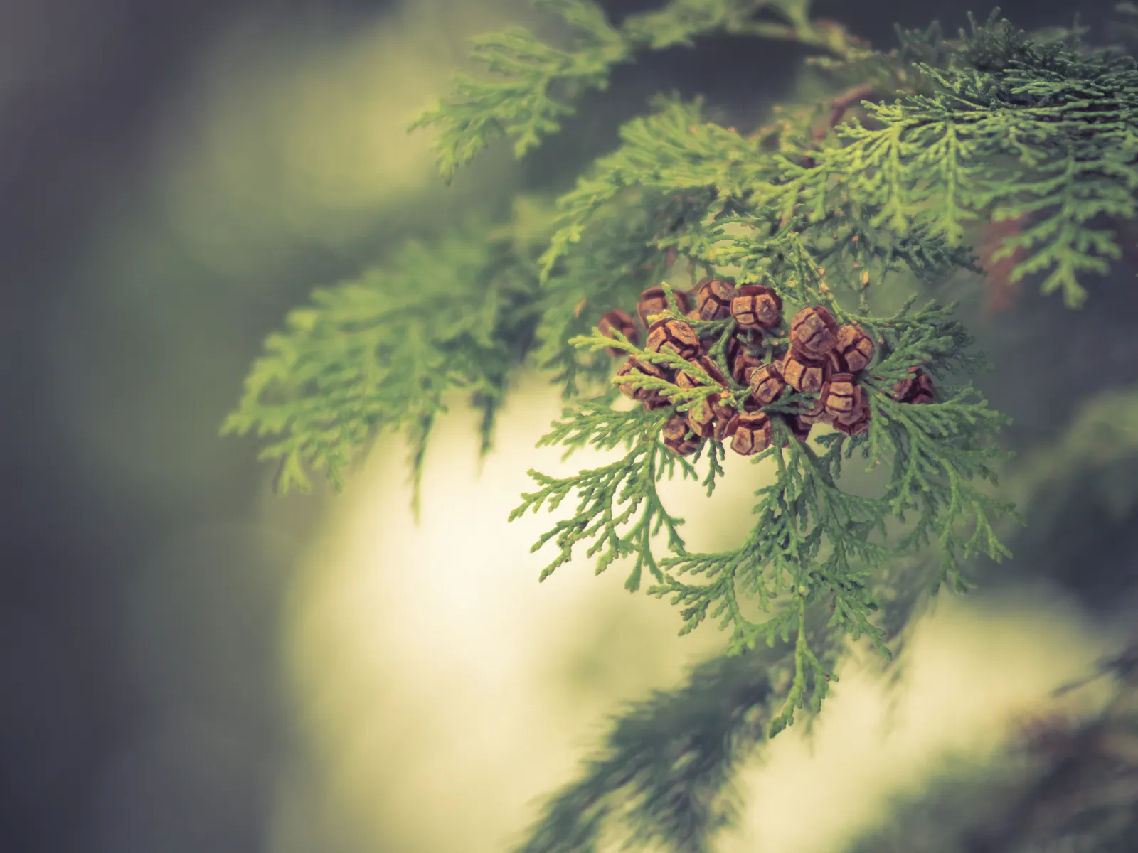 Hinoki Cypress (Chamaecyparis Obtusa) — richly textured foliage that ranges from a dark green to a slightly golden hue in the scale-like leaves