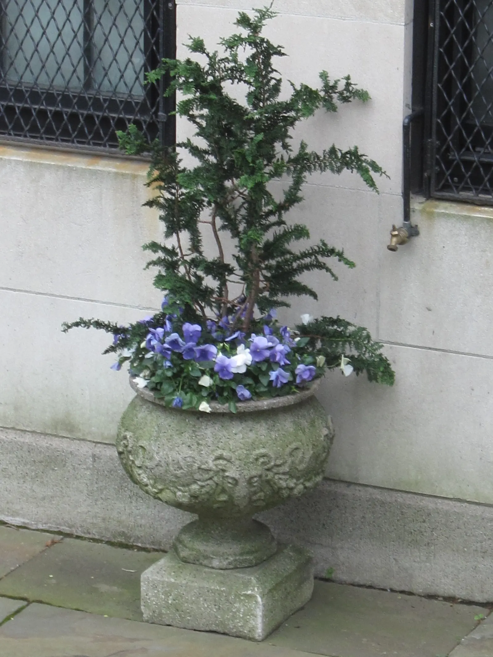 Hinoki Cypress (Chamaecyparis Obtusa) — approximately 6 to 12 inches per year; hence