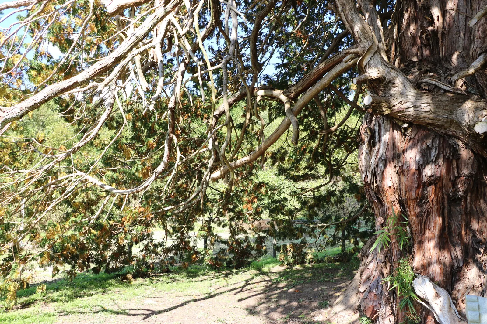 Hinoki Cypress (Chamaecyparis Obtusa) — Hardy in Zones 4-8 and enjoys full to partial sun; mature trees reach 50-75 feet with a spread of 15-25 feet
