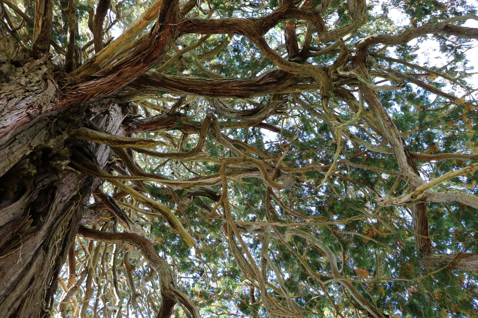 Hinoki Cypress (Chamaecyparis Obtusa) — Mature trees reach 50-75 feet with a spread of 15-25 feet, image 25