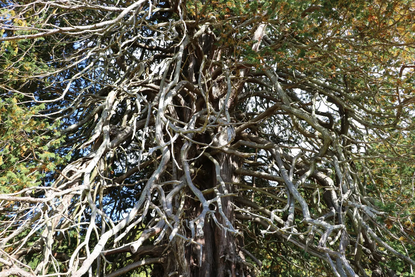 Hinoki Cypress (Chamaecyparis Obtusa) — scientifically known as Chamaecyparis obtusa; needing little pruning due to its naturally attractive shape