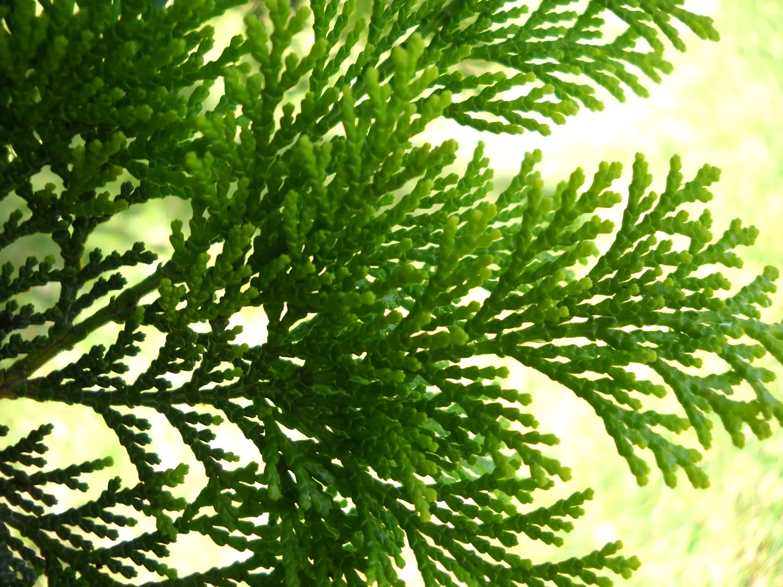 Hinoki Cypress (Chamaecyparis Obtusa) — the Hinoki Cypress is relatively low-maintenance; this striking species is admired for its dense