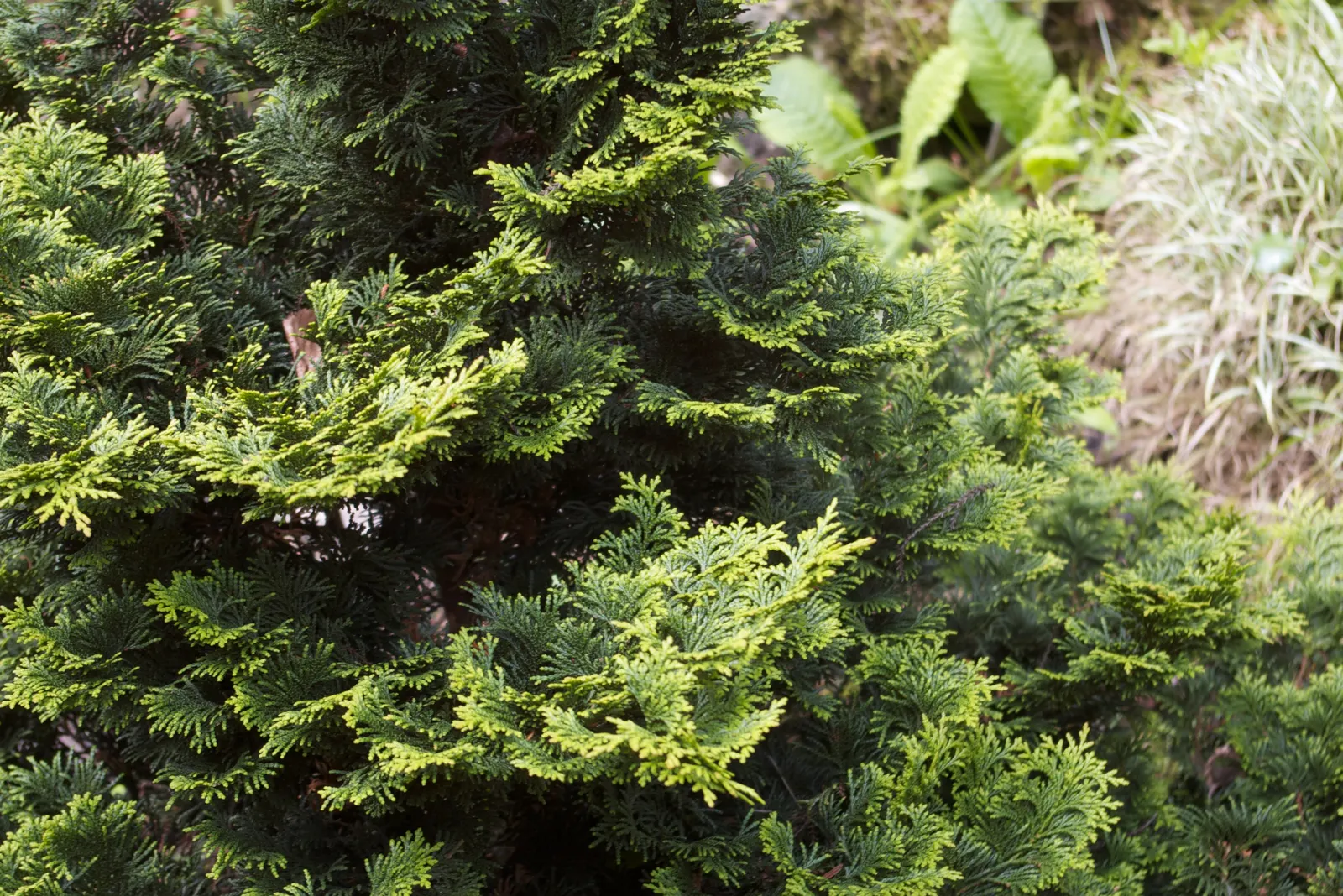 Hinoki Cypress (Chamaecyparis Obtusa) — It grows at a slow to moderate rate
