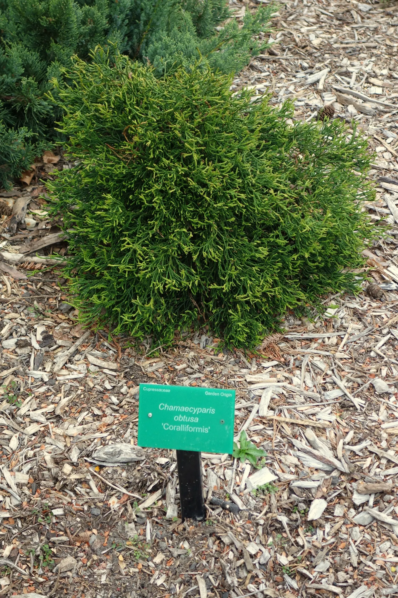 Hinoki Cypress (Chamaecyparis Obtusa) — prized for its rich green