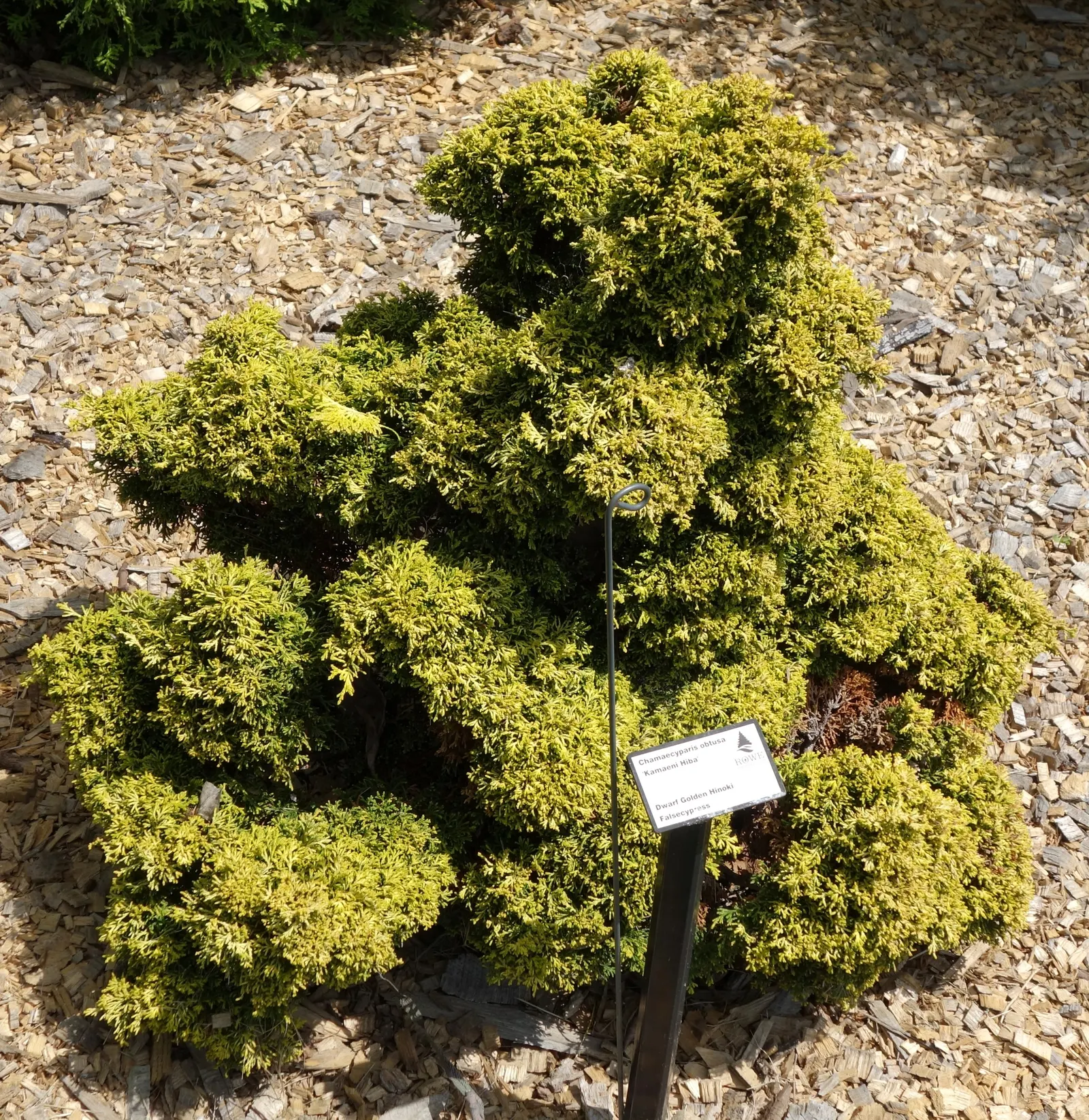 Hinoki Cypress (Chamaecyparis Obtusa) — scale-like foliage and conical growth habit; needing little pruning due to its naturally attractive shape, image 45