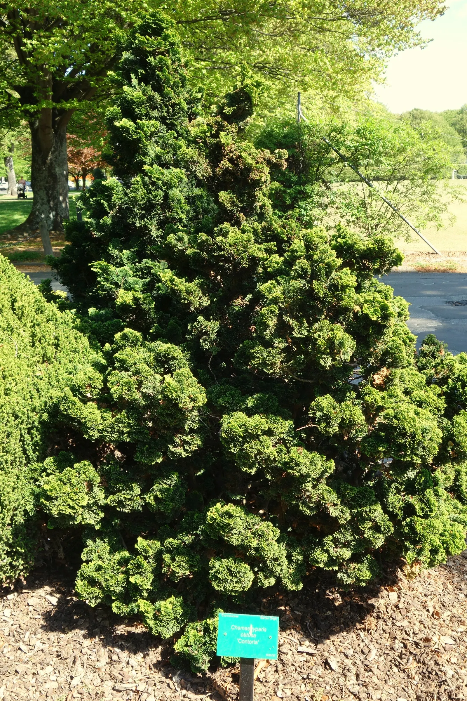 Hinoki Cypress (Chamaecyparis Obtusa) — Mature trees reach 50-75 feet with a spread of 15-25 feet