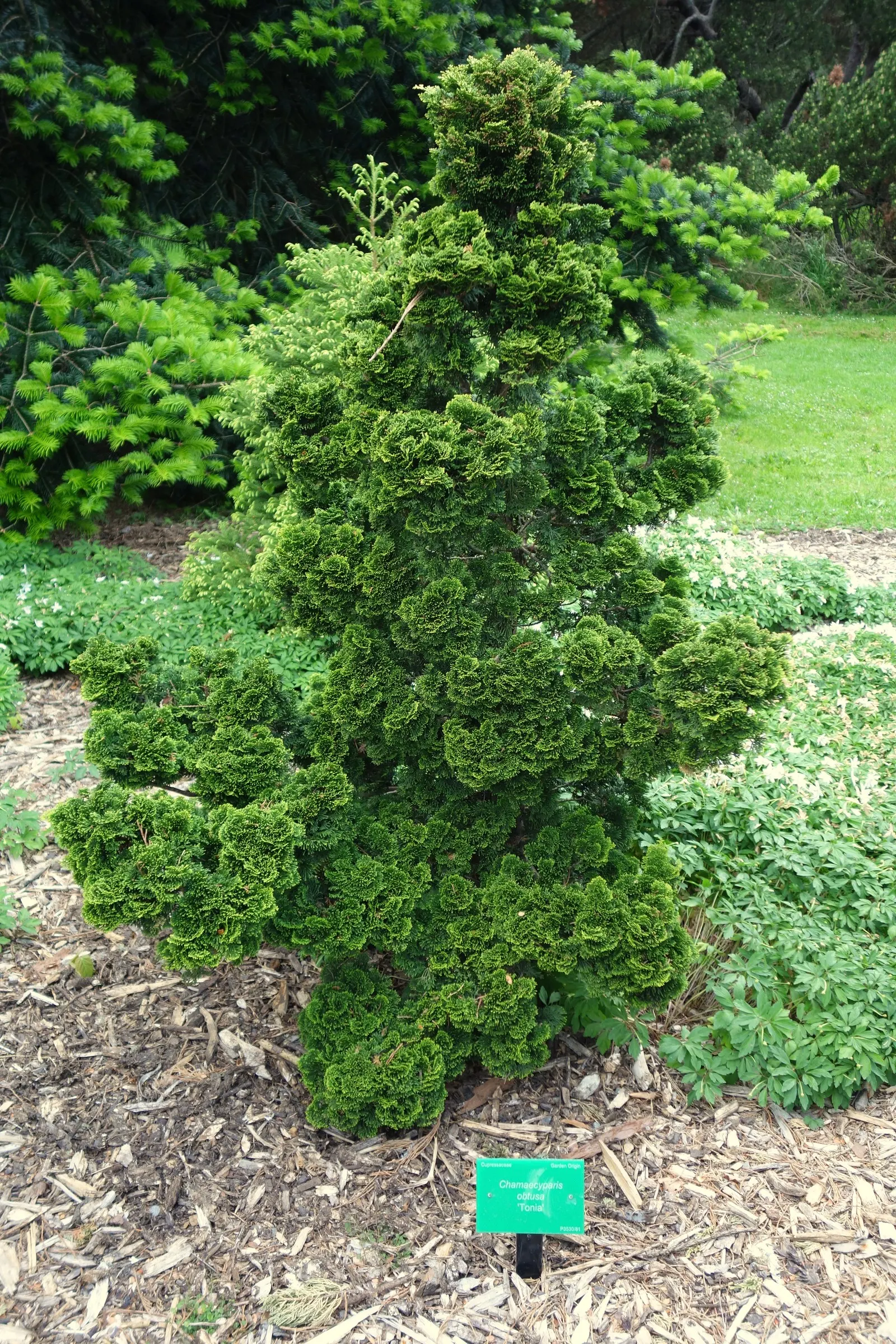 Hinoki Cypress (Chamaecyparis Obtusa) — The Hinoki Cypress (Chamaecyparis obtusa) is a slow-growing evergreen